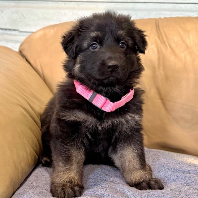 German Shepherd Dog Puppies media 9