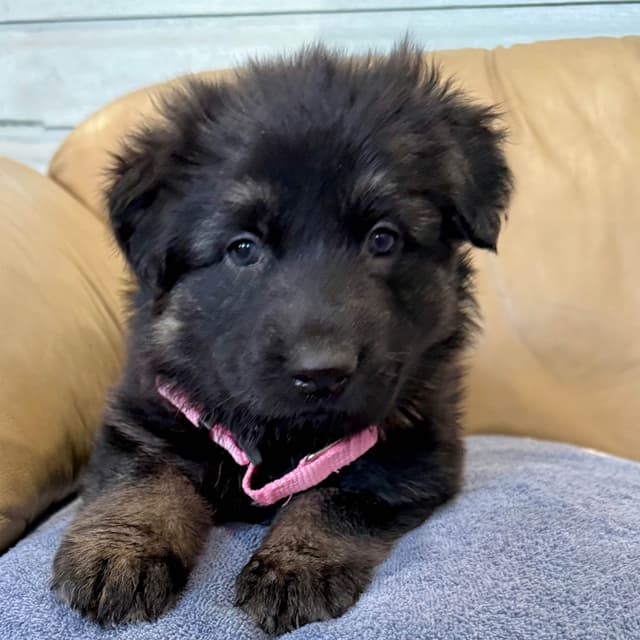 German Shepherd Dog Puppies media 10
