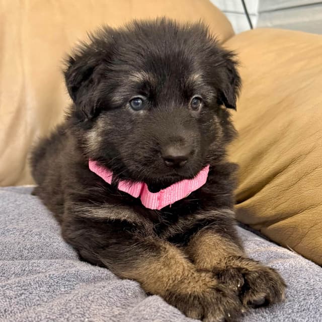 German Shepherd Dog Puppies media 11