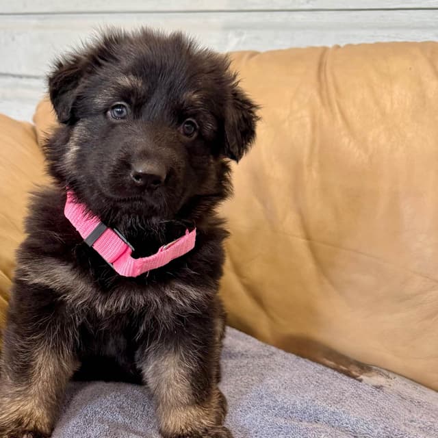 German Shepherd Dog Puppies media 12