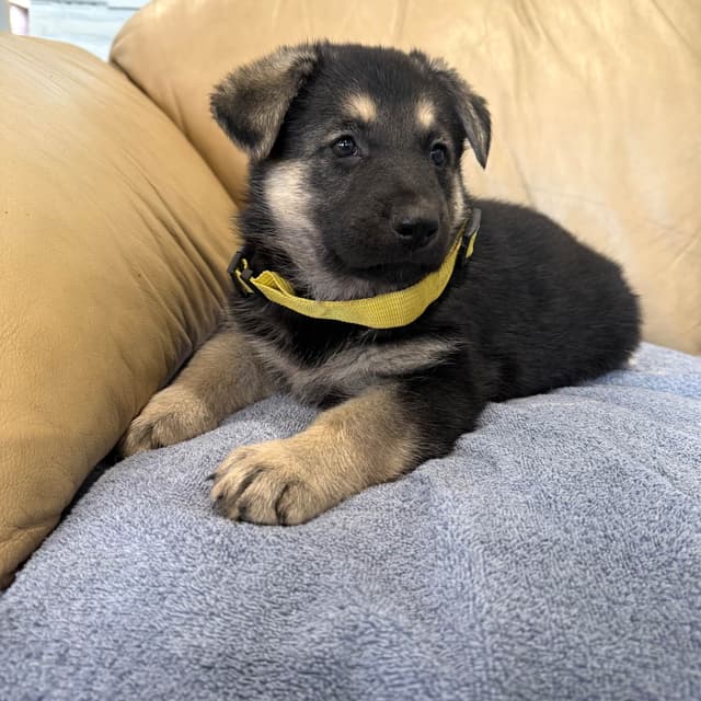 German Shepherd Dog Puppies media 13