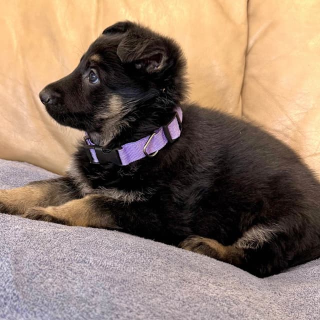 German Shepherd Dog Puppies media 14