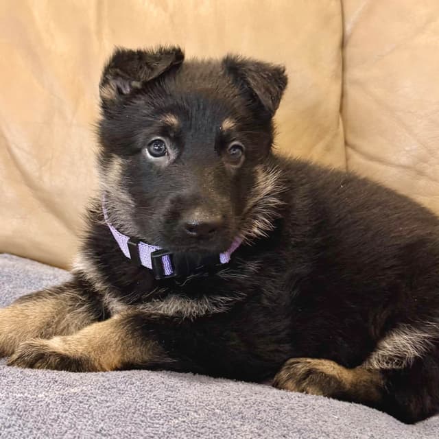 German Shepherd Dog Puppies media 15