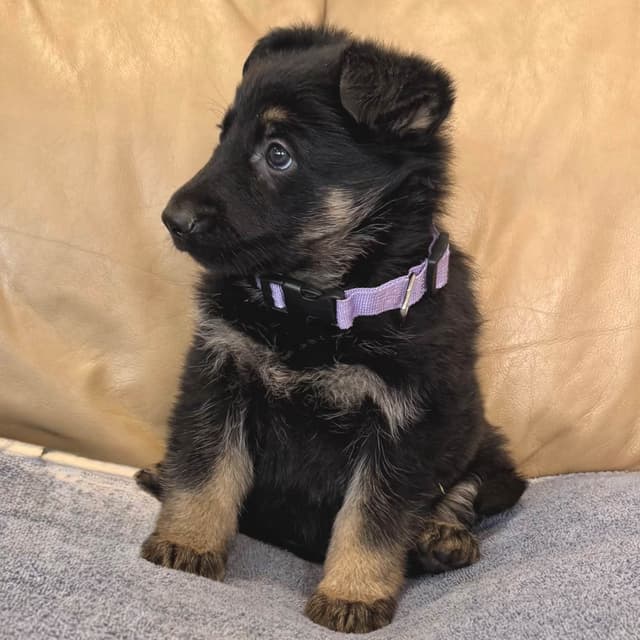 German Shepherd Dog Puppies media 16