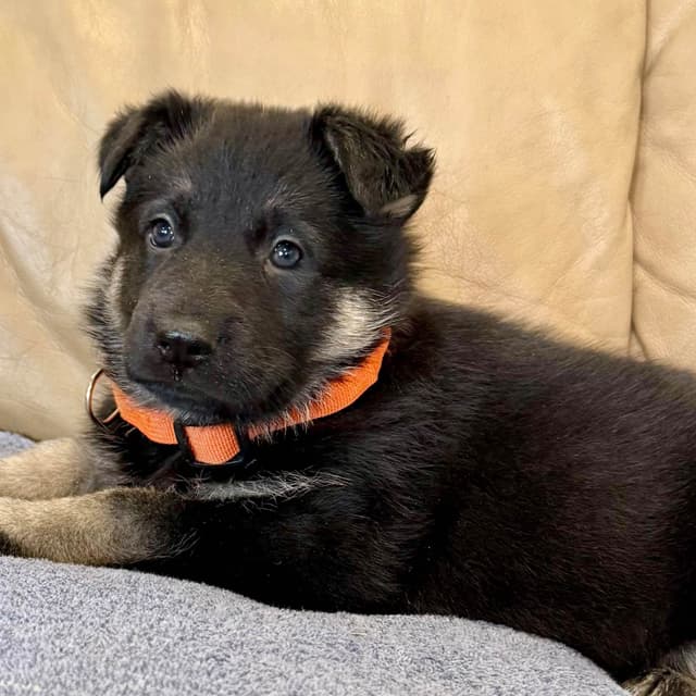 German Shepherd Dog Puppies media 17