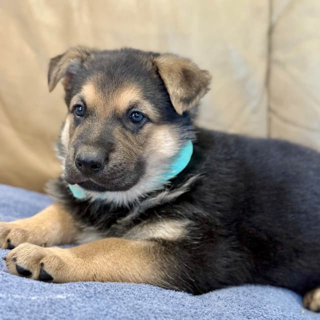 German Shepherd Dog Puppies media 19
