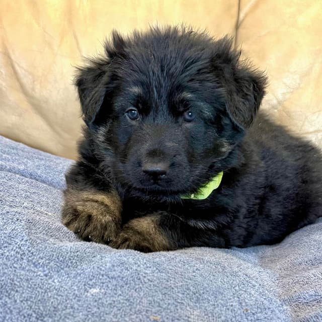 German Shepherd Dog Puppies media 20