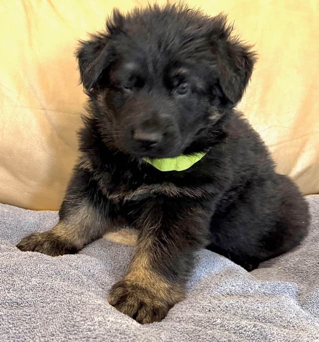 German Shepherd Dog Puppies media 21