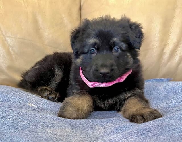 German Shepherd Dog Puppies media 23
