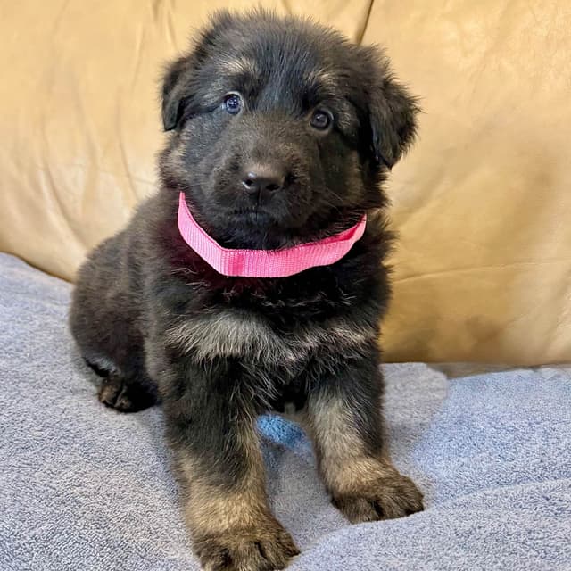German Shepherd Dog Puppies media 24