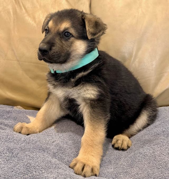 German Shepherd Dog Puppies media 25