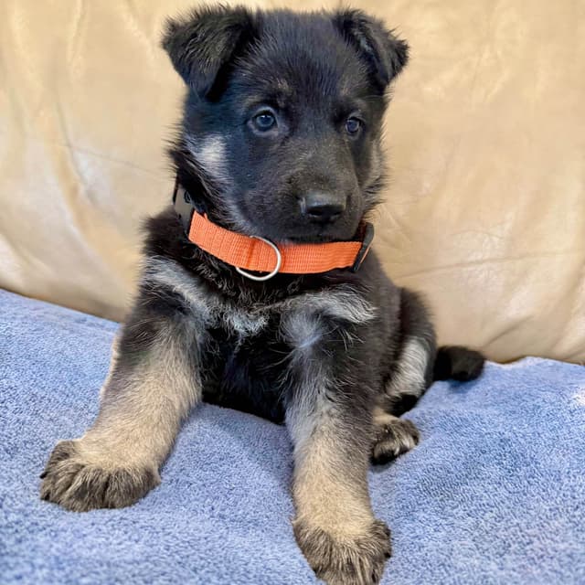 German Shepherd Dog Puppies media 26