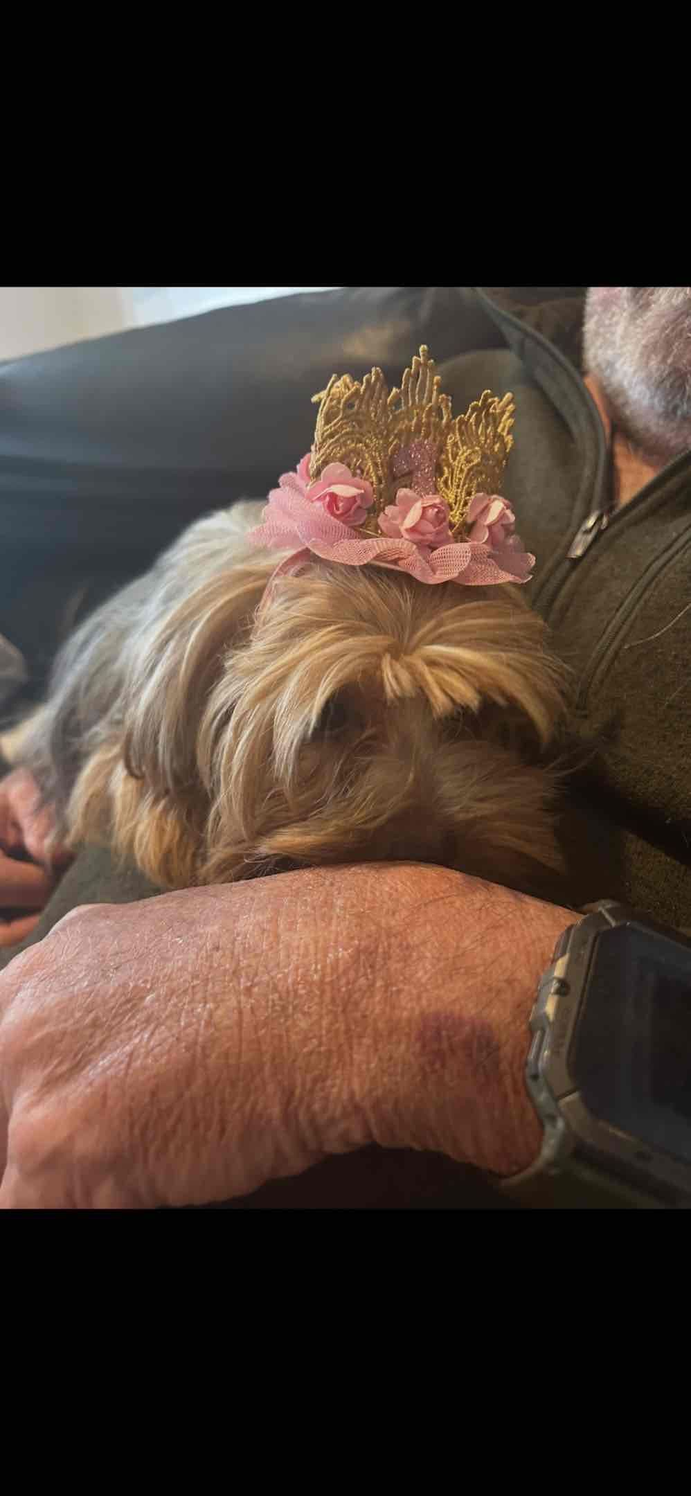 Yorkshire Terrier Puppies breeder image 3