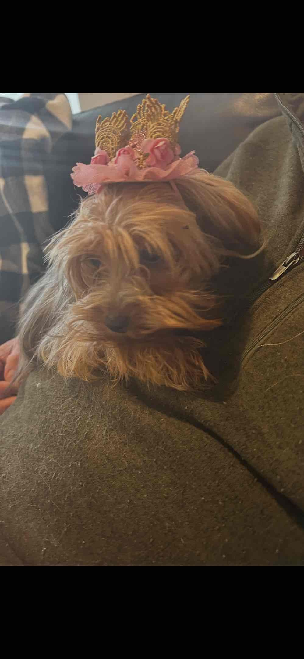 Yorkshire Terrier Puppies breeder image 1