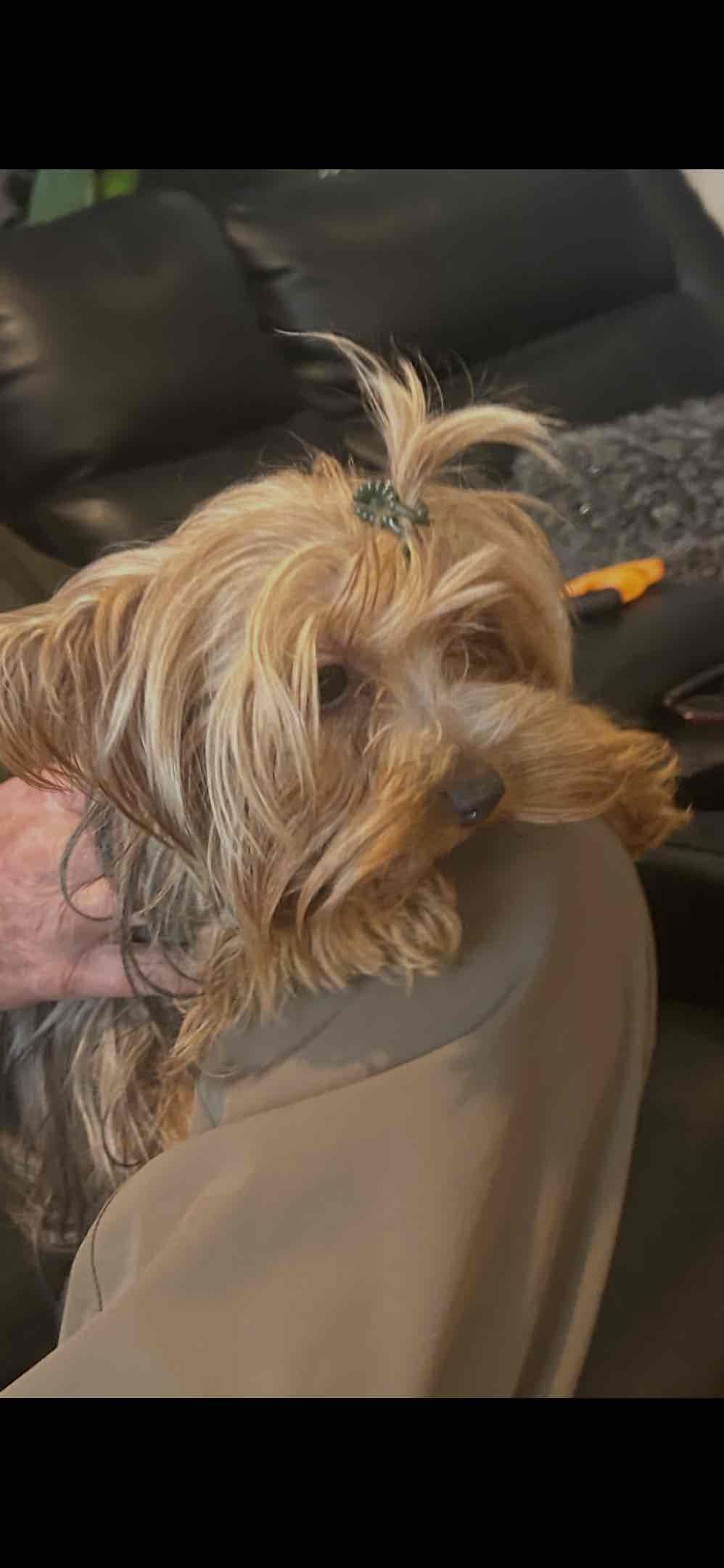 Yorkshire Terrier Puppies breeder image 4