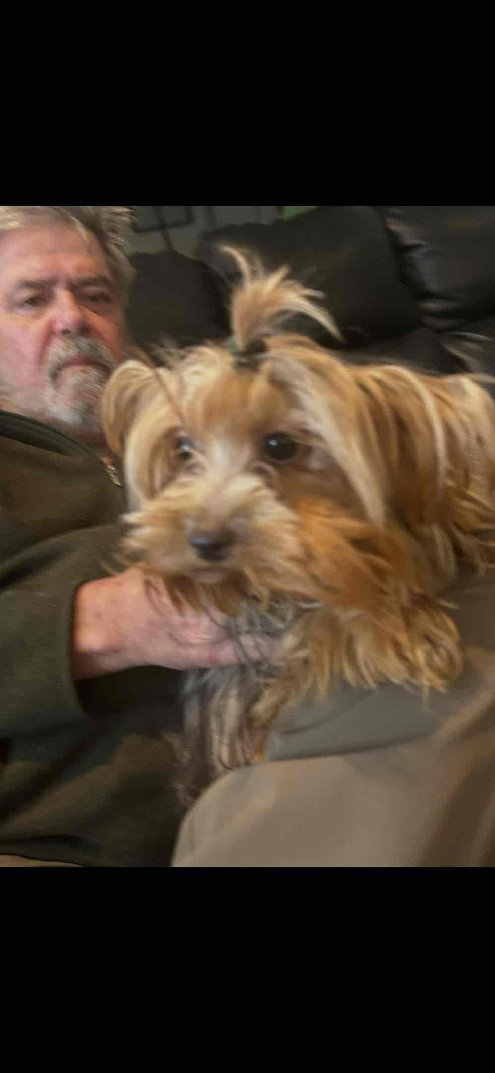 Yorkshire Terrier Puppies breeder image 5