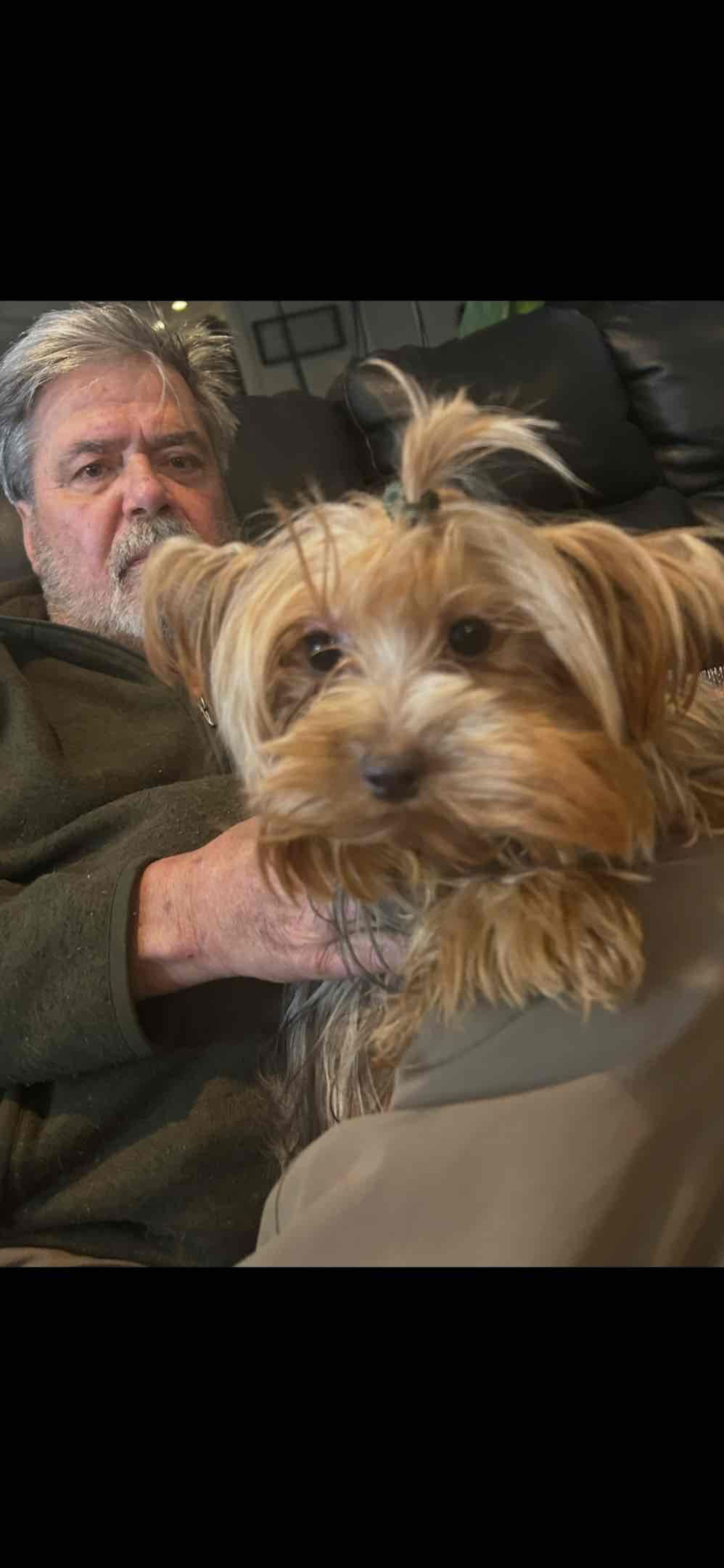 Yorkshire Terrier Puppies breeder image 6