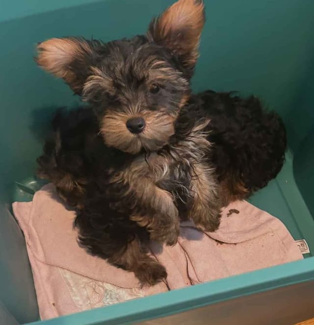 Yorkshire Terrier Puppies media 2