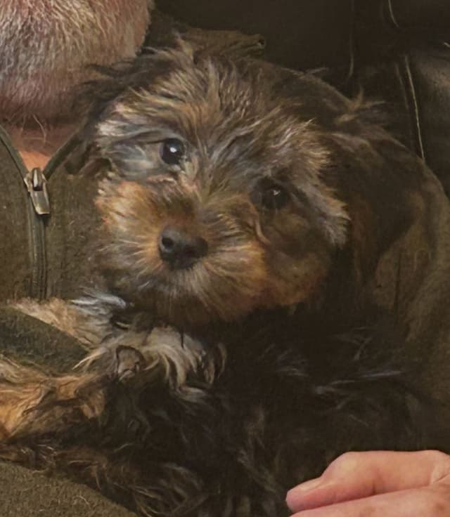Yorkshire Terrier Puppies media 3
