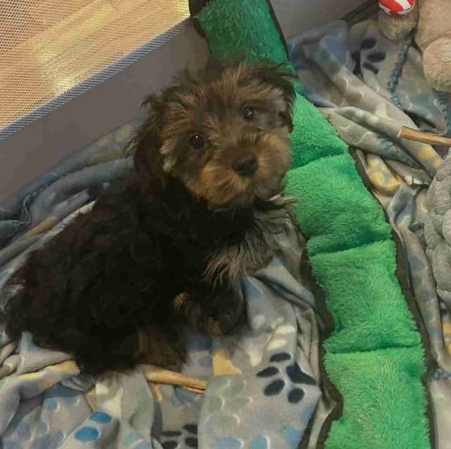 Yorkshire Terrier Puppies media 4
