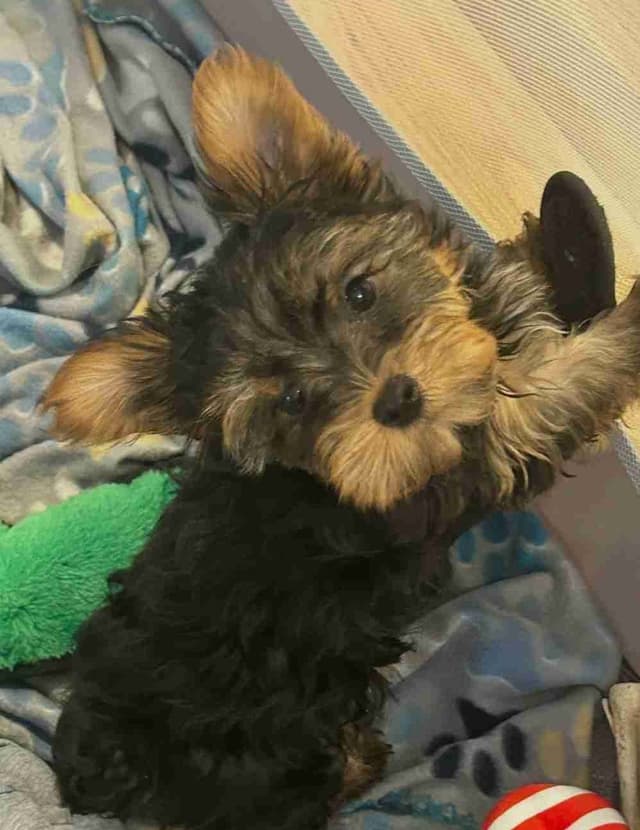 Yorkshire Terrier Puppies media 5