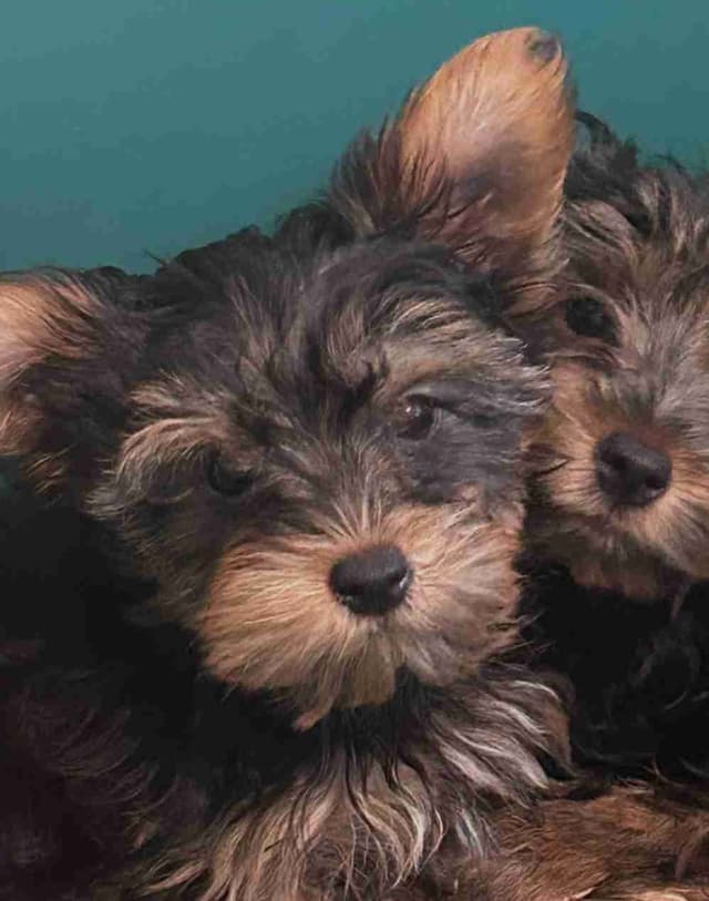 Yorkshire Terrier Puppies media 7