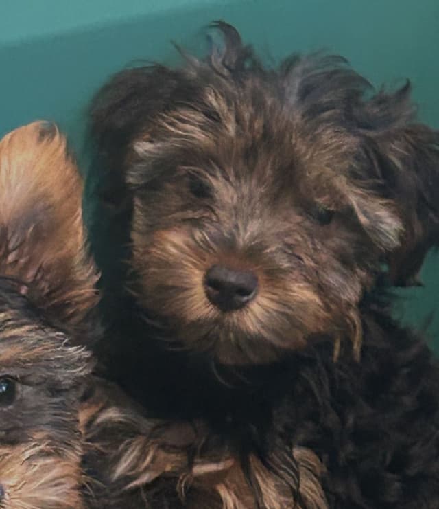Yorkshire Terrier Puppies media 8