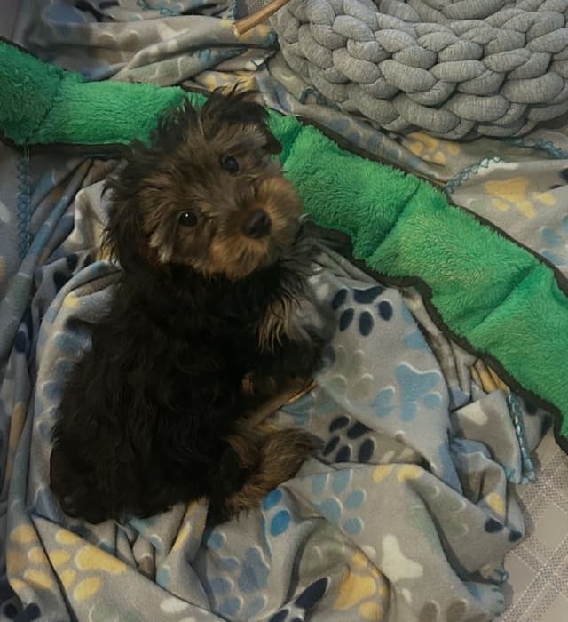Yorkshire Terrier Puppies media 9