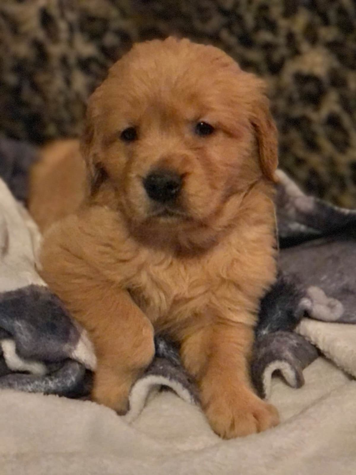 Golden Retriever Puppies breeder image 1