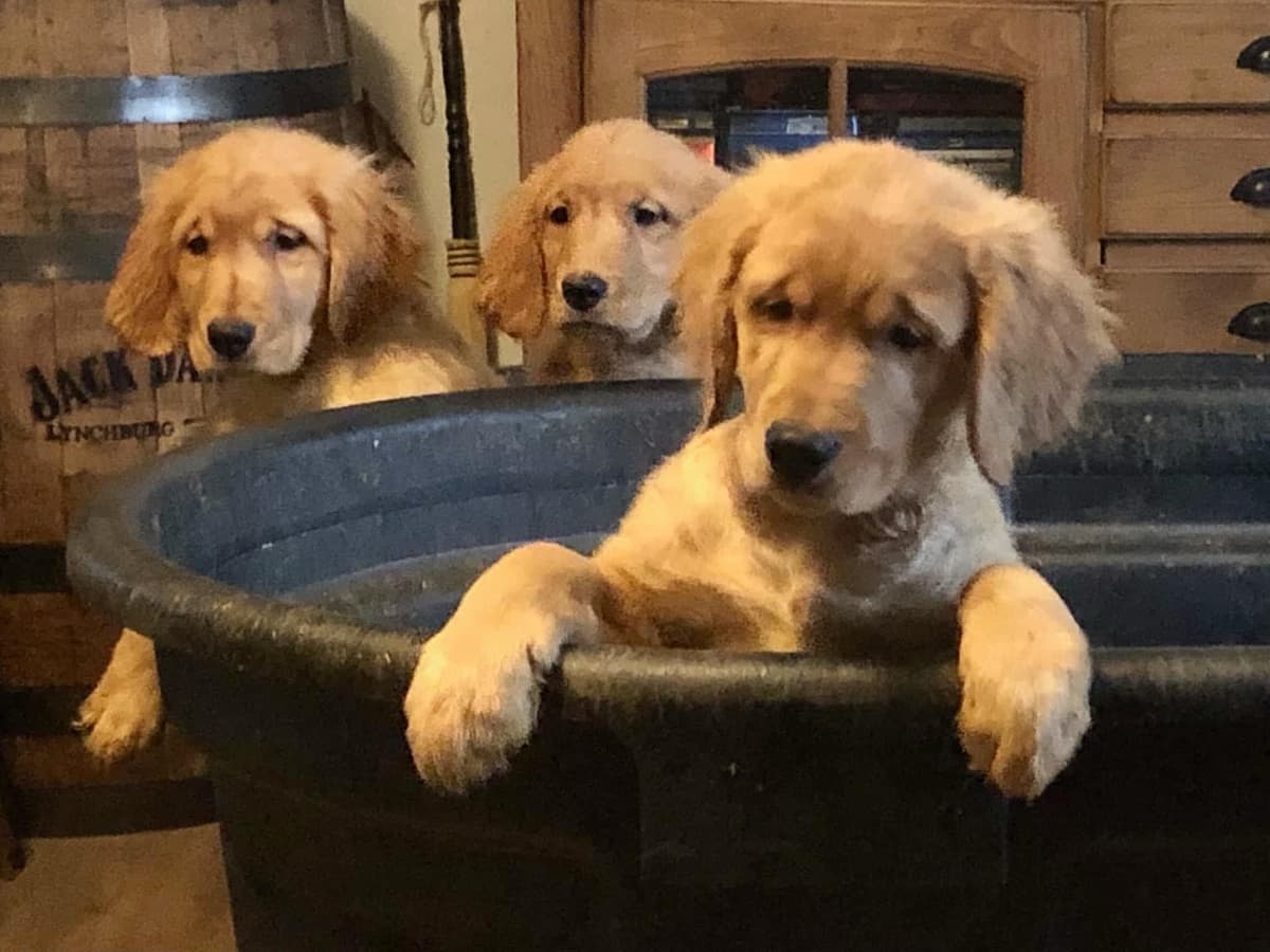 Golden Retriever Puppies breeder image 2