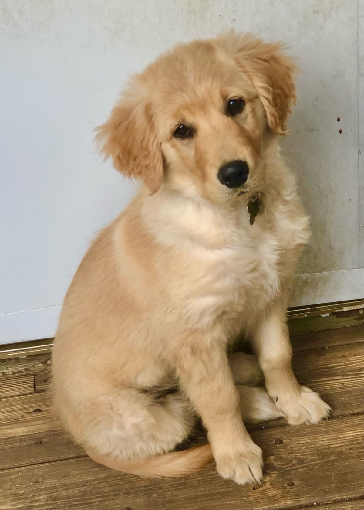 Golden Retriever Puppies breeder image 3