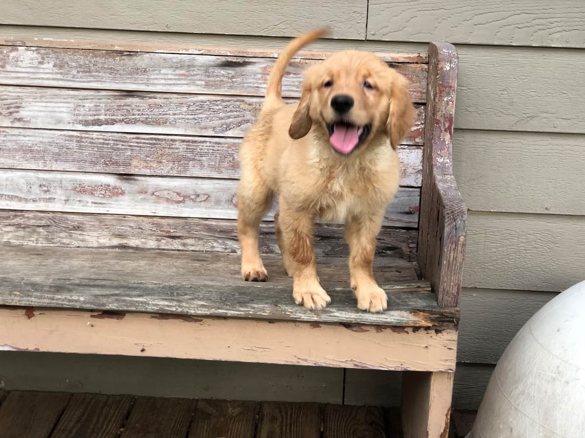 Golden Retriever Puppies breeder image 4