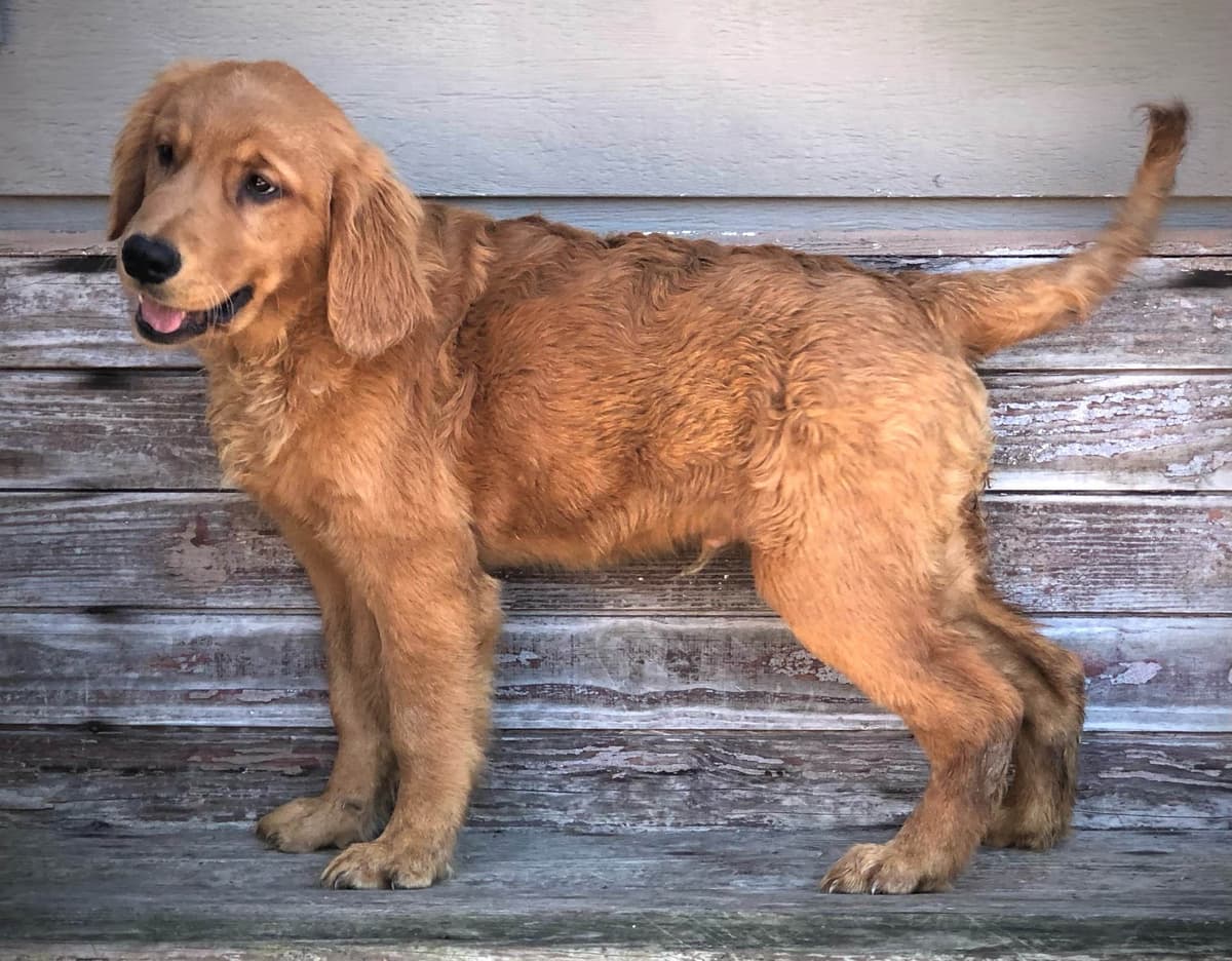 Golden Retriever Puppies breeder image 7