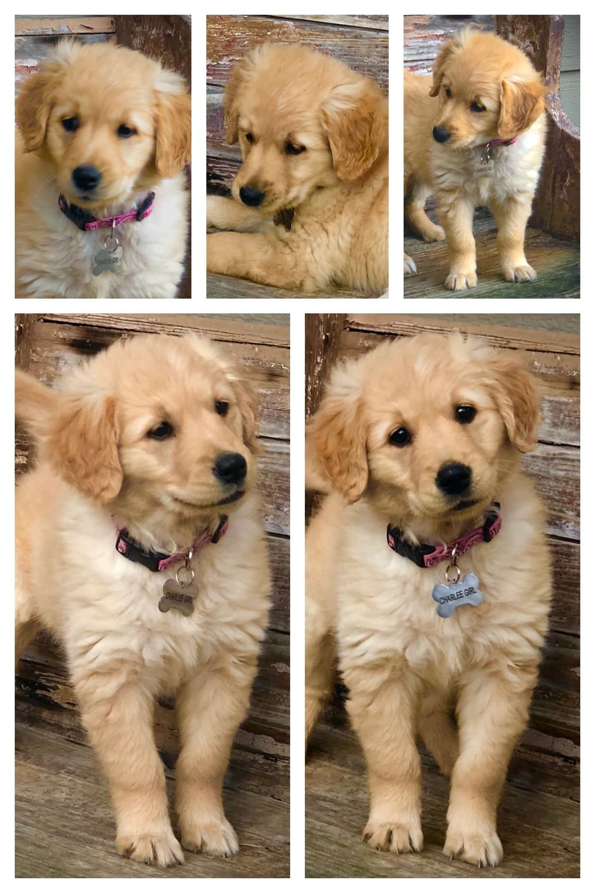 Golden Retriever Puppies breeder image 6