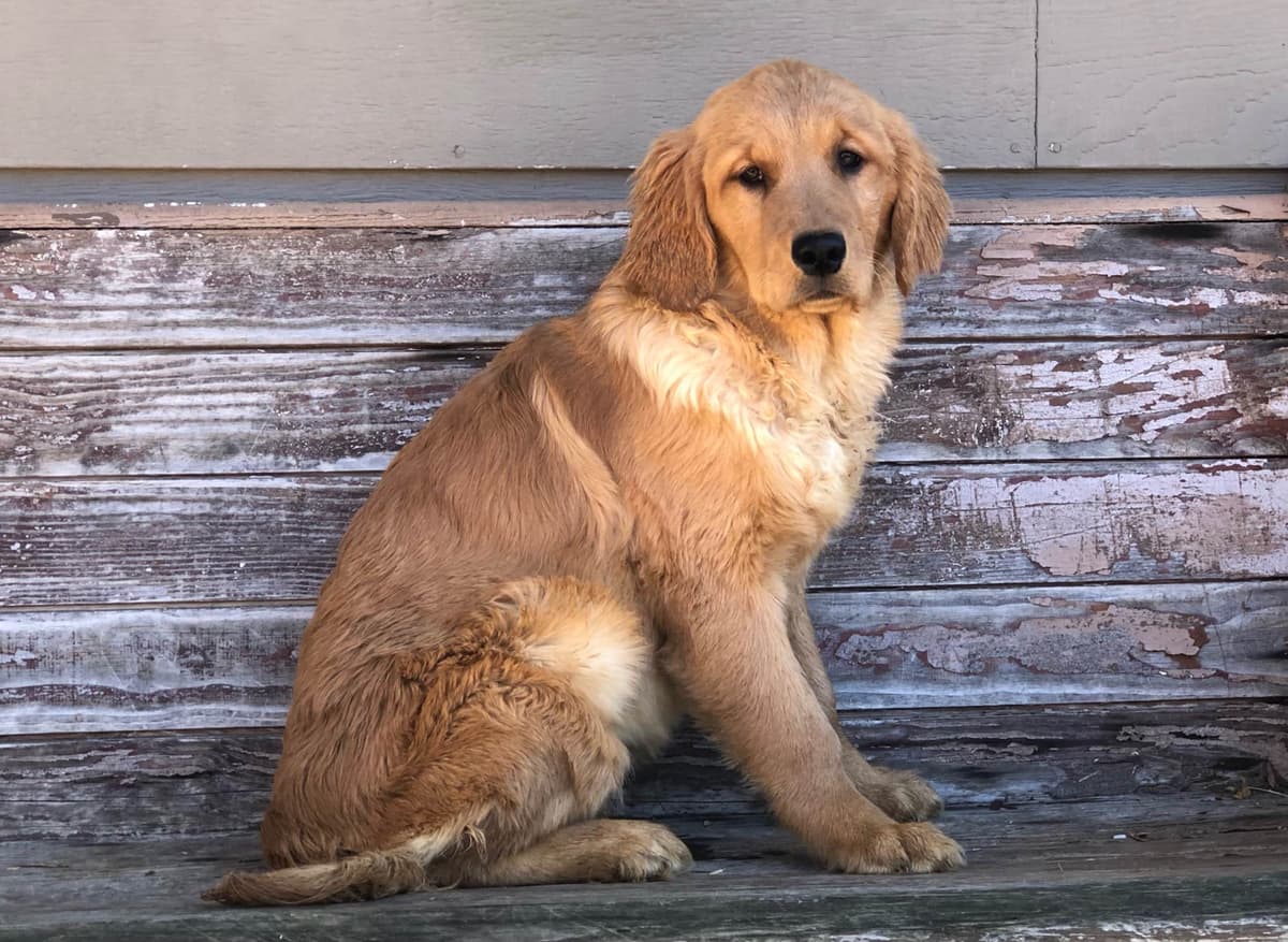 Golden Retriever Puppies breeder image 9