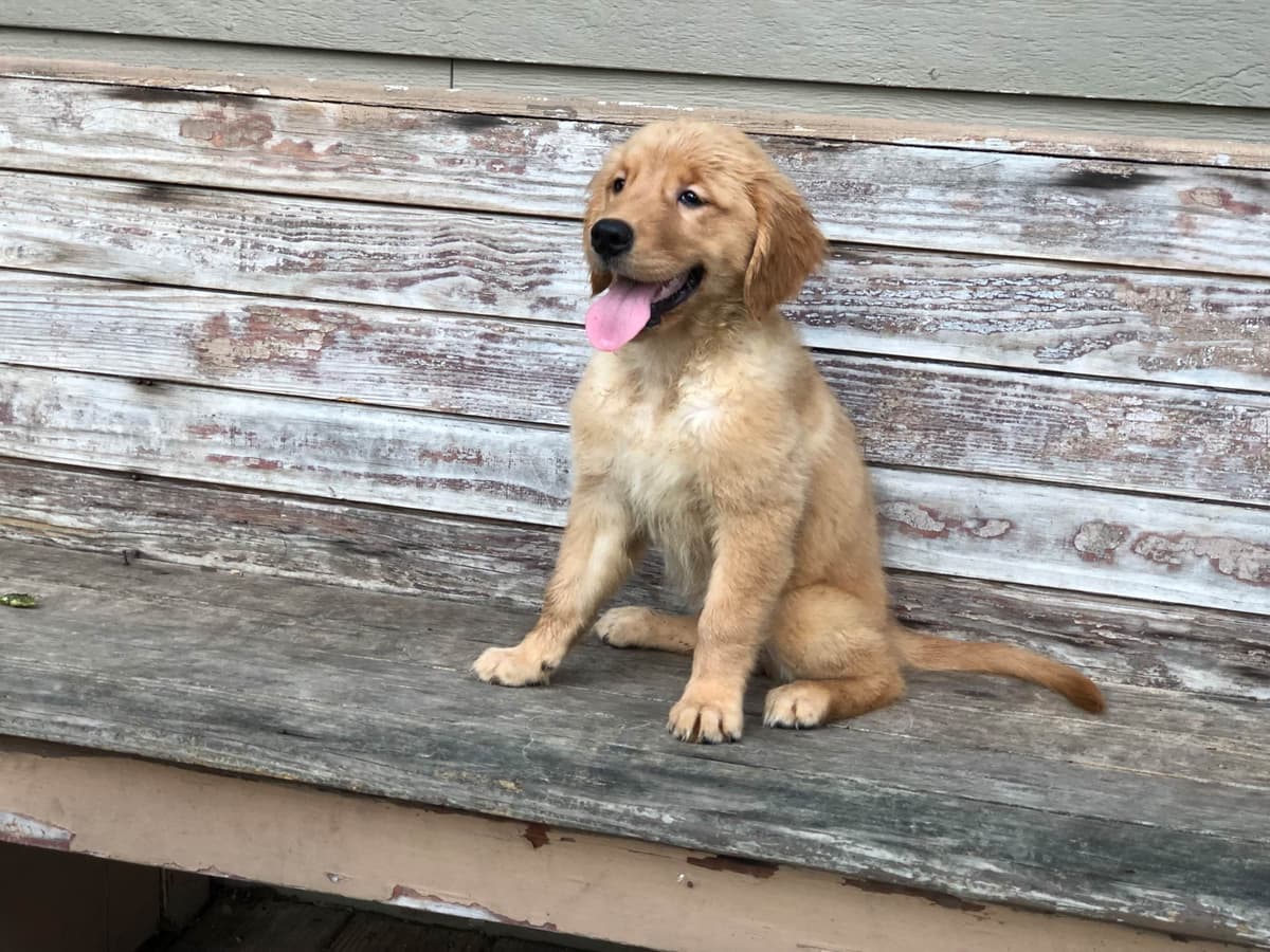 Golden Retriever Puppies breeder image 10