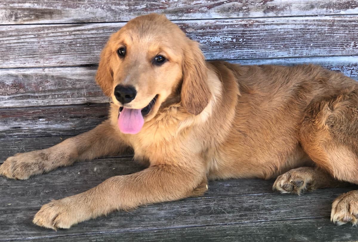 Golden Retriever Puppies breeder image 11