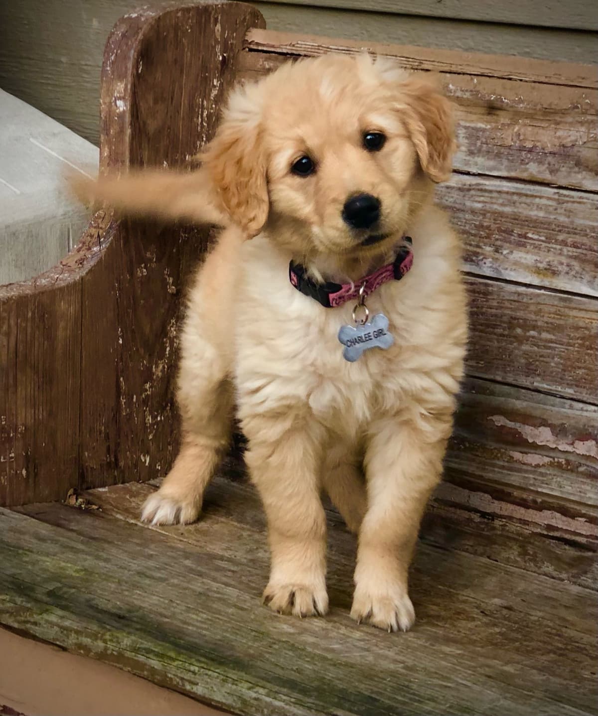 Golden Retriever Puppies breeder image 12