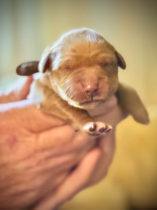 Golden Retriever Puppies media 11