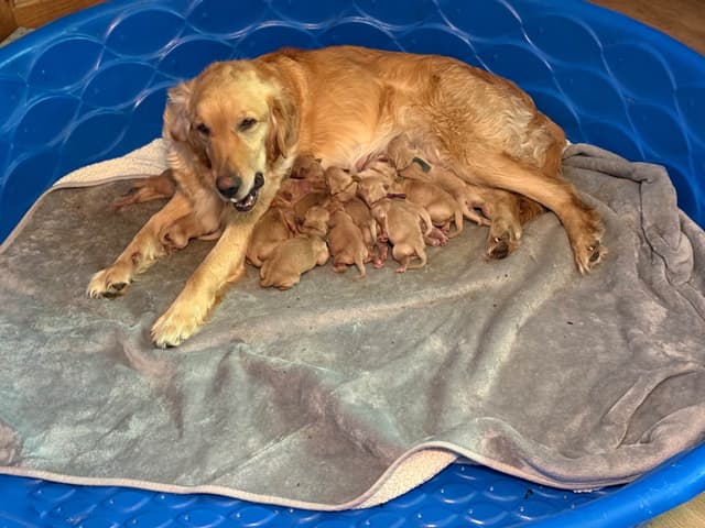 Golden Retriever Puppies media 9