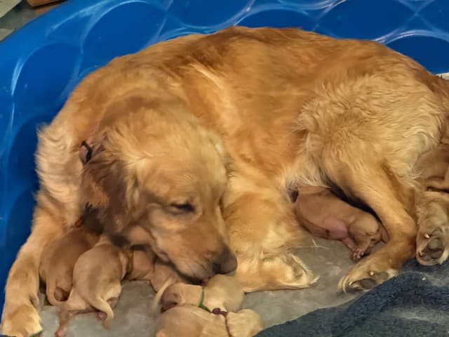 Golden Retriever Puppies media 14
