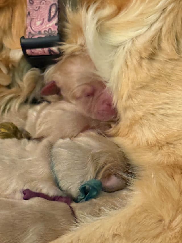 Golden Retriever Puppies media 15