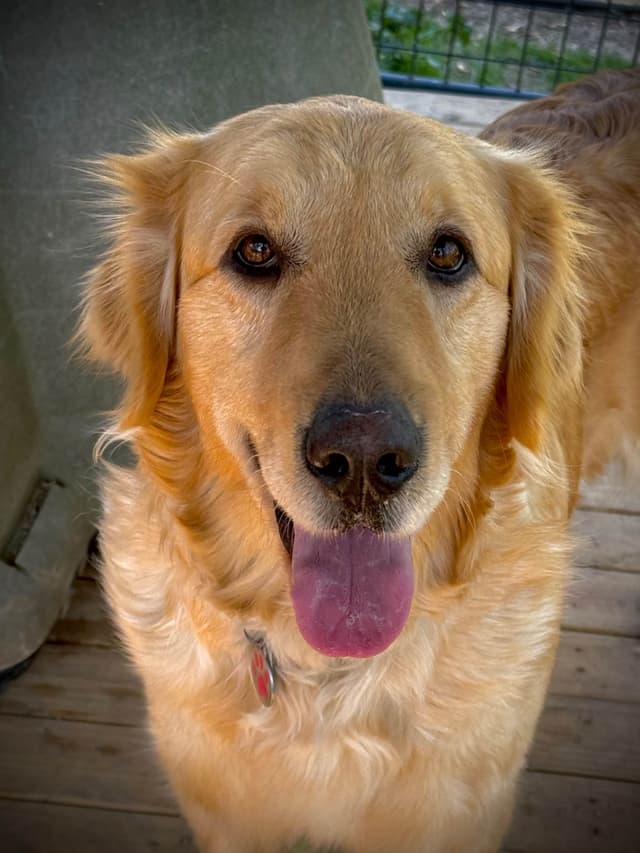 Golden Retriever Puppies media 21