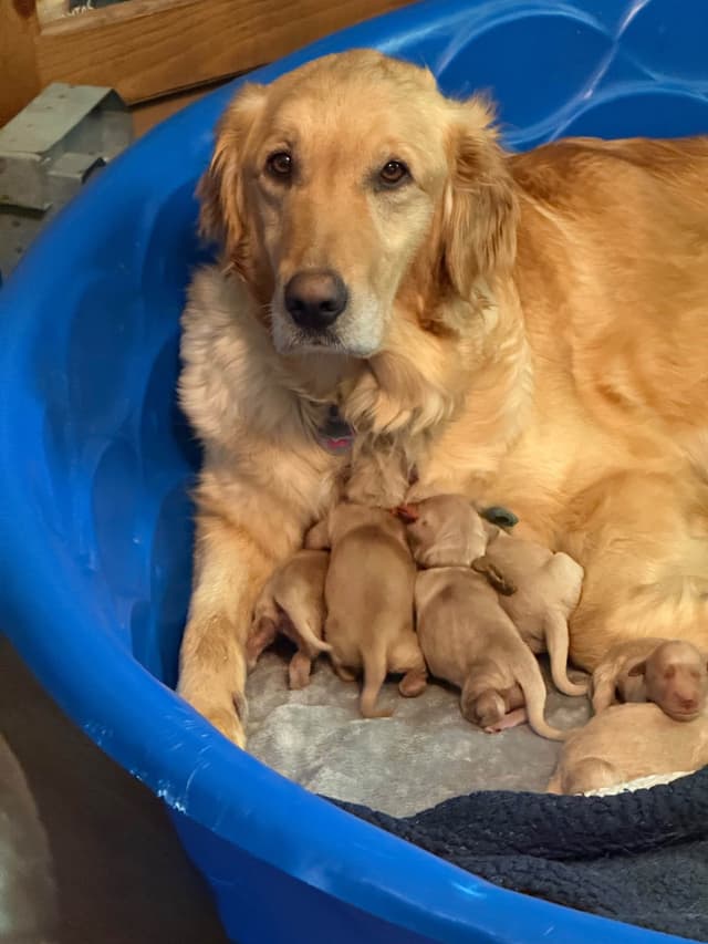 Golden Retriever Puppies media 17