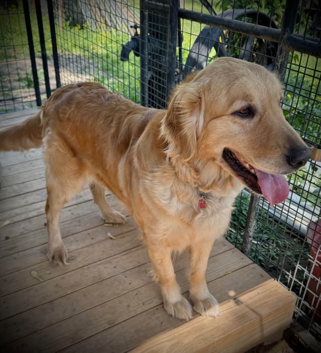 Golden Retriever Puppies media 20