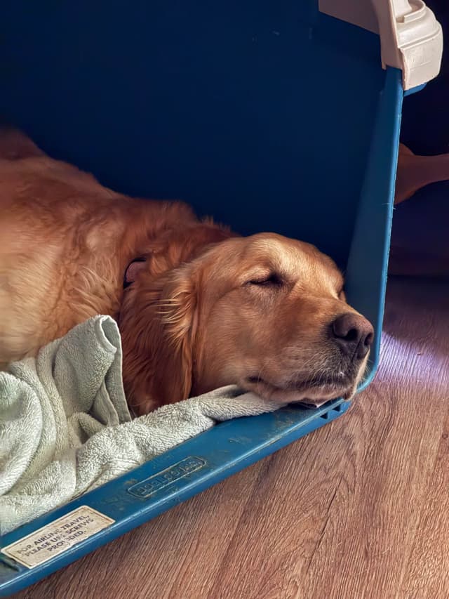 Golden Retriever Puppies media 16
