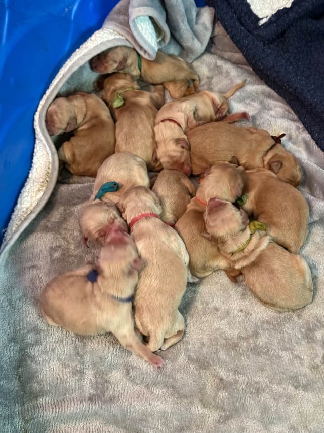 Golden Retriever Puppies media 18