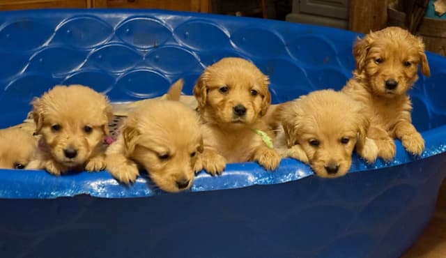 Golden Retriever Puppies media 7