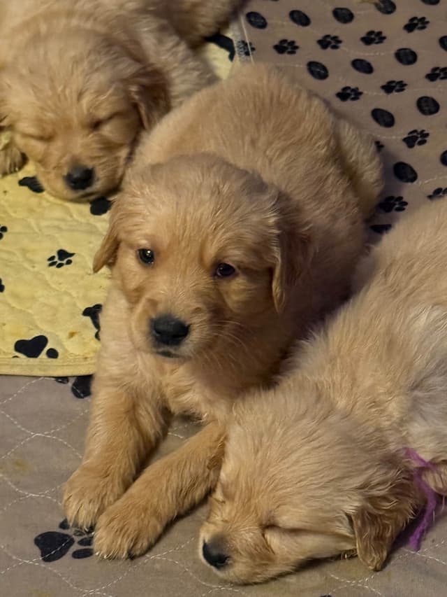 Golden Retriever Puppies media 8