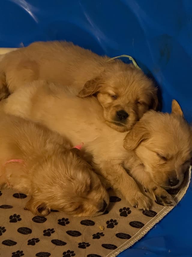 Golden Retriever Puppies media 6